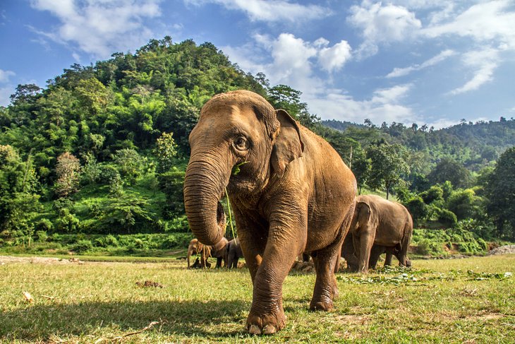 Elephant Park chiang mai