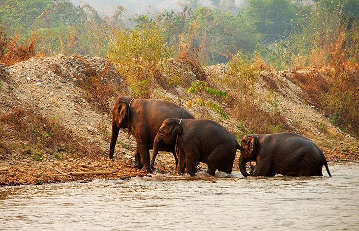 Elephant Park thailandia
